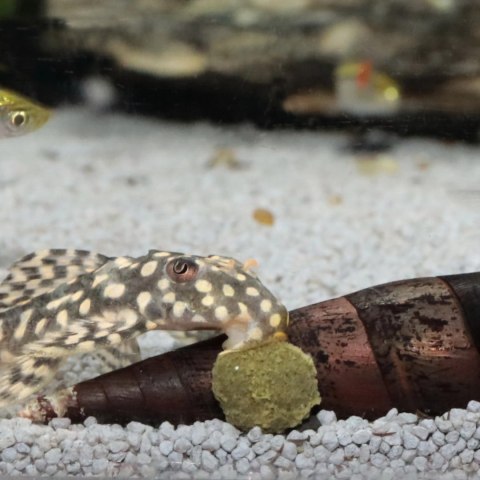 JBL Pronovo Pleco Wafer M 100ml - pokarm dla glonojadów roślinożernych JBL