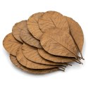 Kruger Meier Shrimp Leaves XL - liście ketapangu 10 sztuk Kruger Meier