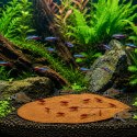 Kruger Meier Shrimp Leaves XL - liście ketapangu 10 sztuk Kruger Meier