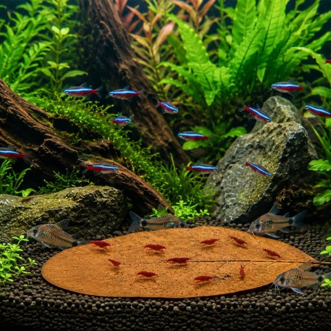 Kruger Meier Shrimp Leaves XL - liście ketapangu 20 sztuk Kruger Meier