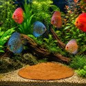 Kruger Meier Shrimp Leaves XL - liście ketapangu 20 sztuk Kruger Meier