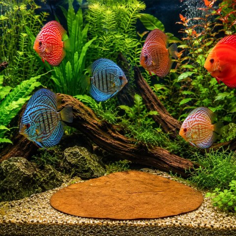 Kruger Meier Shrimp Leaves XL - liście ketapangu 20 sztuk Kruger Meier