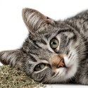 Herbal Pets - Kocia Mięta "kocimiętka" 5g Herbal Pets