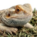 Herbal Pets - pokarm dla gadów wszystkożernych 100g Herbal Pets