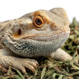 Herbal Pets - pokarm dla gadów wszystkożernych 100g Herbal Pets
