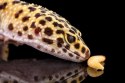 Repti-Zoo miska na pokarm S 11x9x3 cm Repti-Zoo