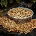 Terrario Repti Bites Gammarus 125ml - kiełż zdrojowy suszony Terrario