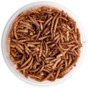 Terrario Repti Bites Mealworms 125ml - larwy mącznika suszone Terrario