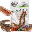 ProBugs Eco-Fresh Scolopendra Centipede 2pcs - świeże skolopendry ProBugs