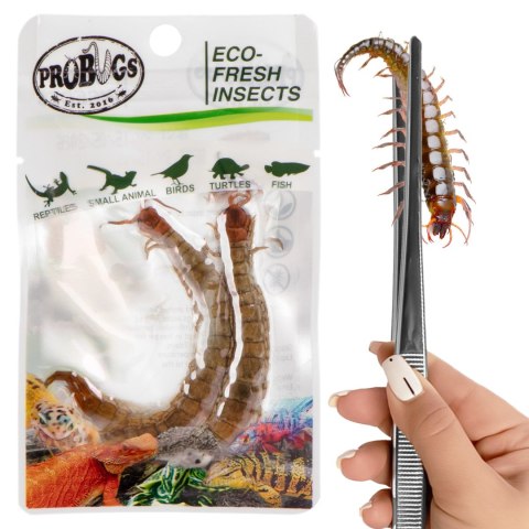 ProBugs Eco-Fresh Scolopendra Centipede 2pcs - świeże skolopendry ProBugs