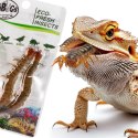 ProBugs Eco-Fresh Scolopendra Centipede 2pcs - świeże skolopendry ProBugs