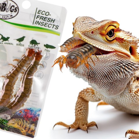 ProBugs Eco-Fresh Scolopendra Centipede 2pcs - świeże skolopendry ProBugs