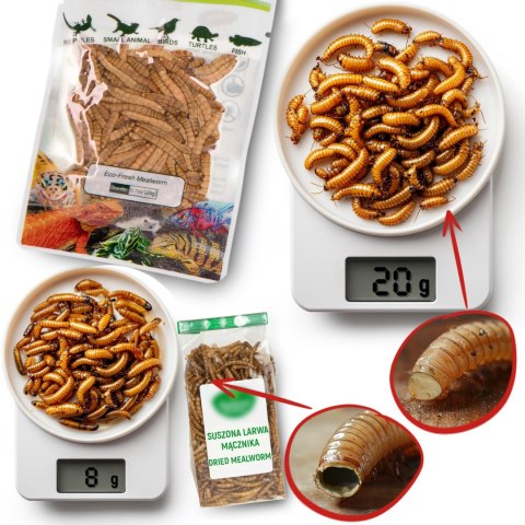 ProBugs Eco-Fresh Scolopendra Centipede 2pcs - świeże skolopendry ProBugs