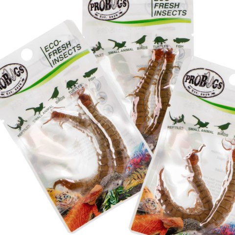 ProBugs Eco-Fresh Scolopendra Centipede 2pcs - świeże skolopendry ProBugs