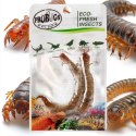 ProBugs Eco-Fresh Scolopendra Centipede 2pcs - świeże skolopendry ProBugs