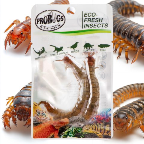 ProBugs Eco-Fresh Scolopendra Centipede 2pcs - świeże skolopendry ProBugs