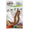 ProBugs Eco-Fresh Scolopendra Centipede 2pcs - świeże skolopendry ProBugs