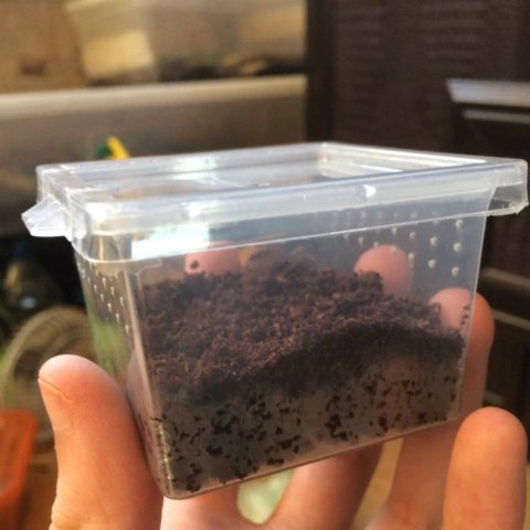 Terrario Insect Box Mini - terrarium dla owadów 6,5 x 6,5 x 4,5 cm Terrario