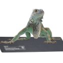 Terrario Repti-Pad PVC 10W - wodoodporna mata grzewcza Terrario