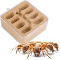 Ant Expert New World - dodatkowa część gniazdowa Ant Expert