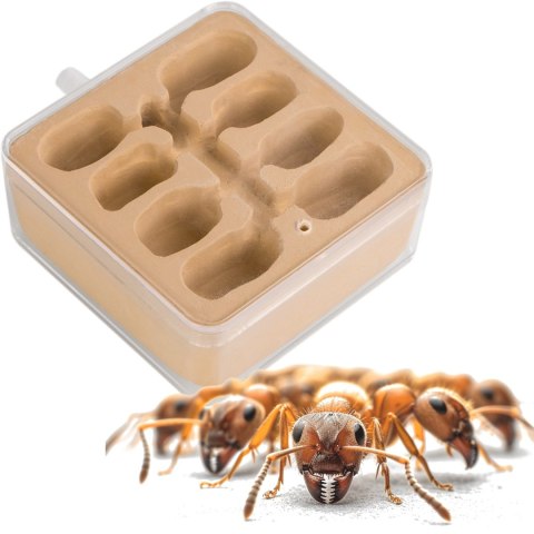 Ant Expert New World - dodatkowa część gniazdowa Ant Expert