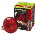 Komodo Infrared 100W - żarówka grzewcza podczerwona Komodo