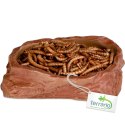 Terrario Natural Bowl M - Miska do Terrarium 11,5x9x3 cm Terrario