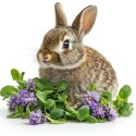 Herbal Pets - Ziele Malwy z Kwiatami 70g Herbal Pets