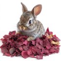 Herbal Pets - buraczek suszony 125g Herbal Pets