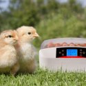 Kruger Meier ProEggora 56 Auto - inkubator z termostatem na 56 jaj Kruger Meier