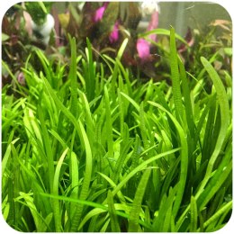 Eco Plant Echinodorus Tenellus - roślina invitro Eco Plant