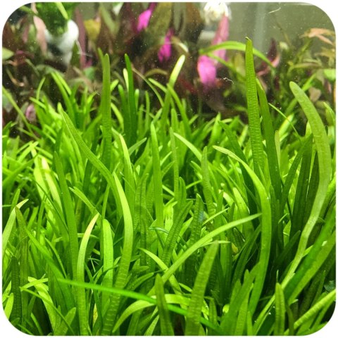 Eco Plant Echinodorus Tenellus - roślina invitro Eco Plant