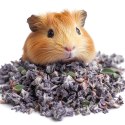 Herbal Pets - Kwiat Czarnej Malwy 20g Herbal Pets