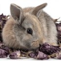 Herbal Pets - Kwiat Czarnej Malwy 20g Herbal Pets