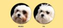 Nature's Protection Superior Care White Dogs Adult Small Breeds With Lamb 10kg Nature's Protection