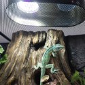 Repti-Zoo Desert and Tropical LED UVB - żarówka LED UVB do terrarium Repti-Zoo