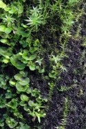 Wacool Rainforest Plant Cotton 290x290mm - hydrolon WaCool