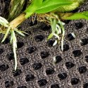 Wacool Rainforest Plant Cotton 440x440m - hydrolon WaCool