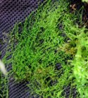 Wacool Rainforest Plant Cotton 440x440m - hydrolon WaCool