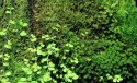 Wacool Rainforest Plant Cotton 440x440m - hydrolon WaCool