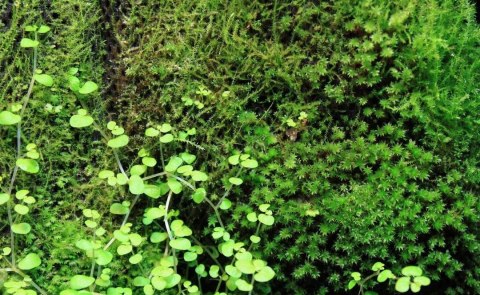 Wacool Rainforest Plant Cotton 440x440m - hydrolon WaCool