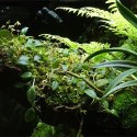 Wacool Rainforest Plant Cotton 440x440m - hydrolon WaCool