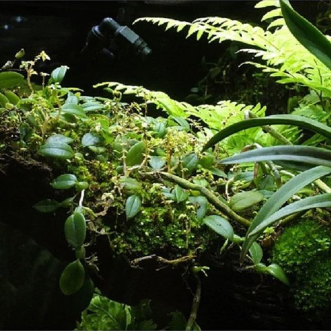 Wacool Rainforest Plant Cotton 440x440m - hydrolon WaCool