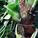 Wacool Rainforest Plant Cotton 440x440m - hydrolon WaCool