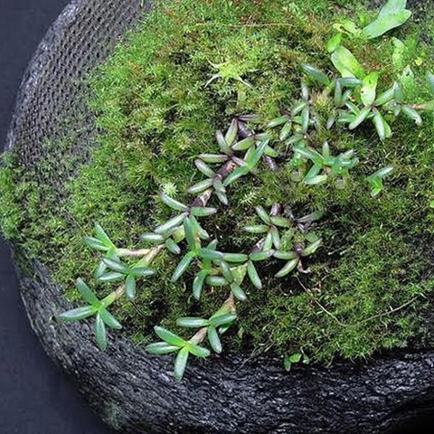 Wacool Rainforest Plant Cotton 440x440m - hydrolon WaCool