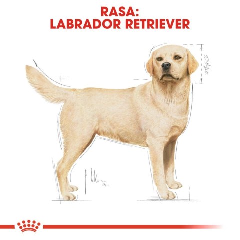 ROYAL CANIN Labrador Retriever Adult 12kg Royal Canin