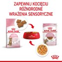 ROYAL CANIN Kitten Sterilised Gelee 12x85g Royal Canin