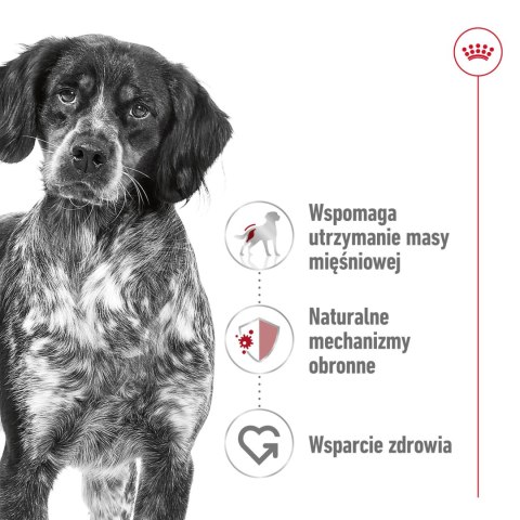 ROYAL CANIN Medium Adult 10x140g Royal Canin