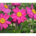 Zawilec - Anemone Hupehensis 'Margarete' ROŚLINY