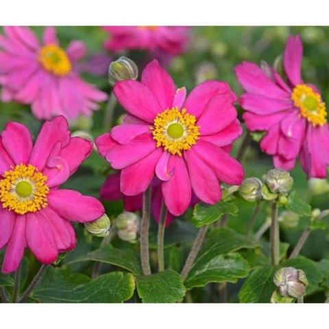 Zawilec - Anemone Hupehensis 'Margarete' ROŚLINY